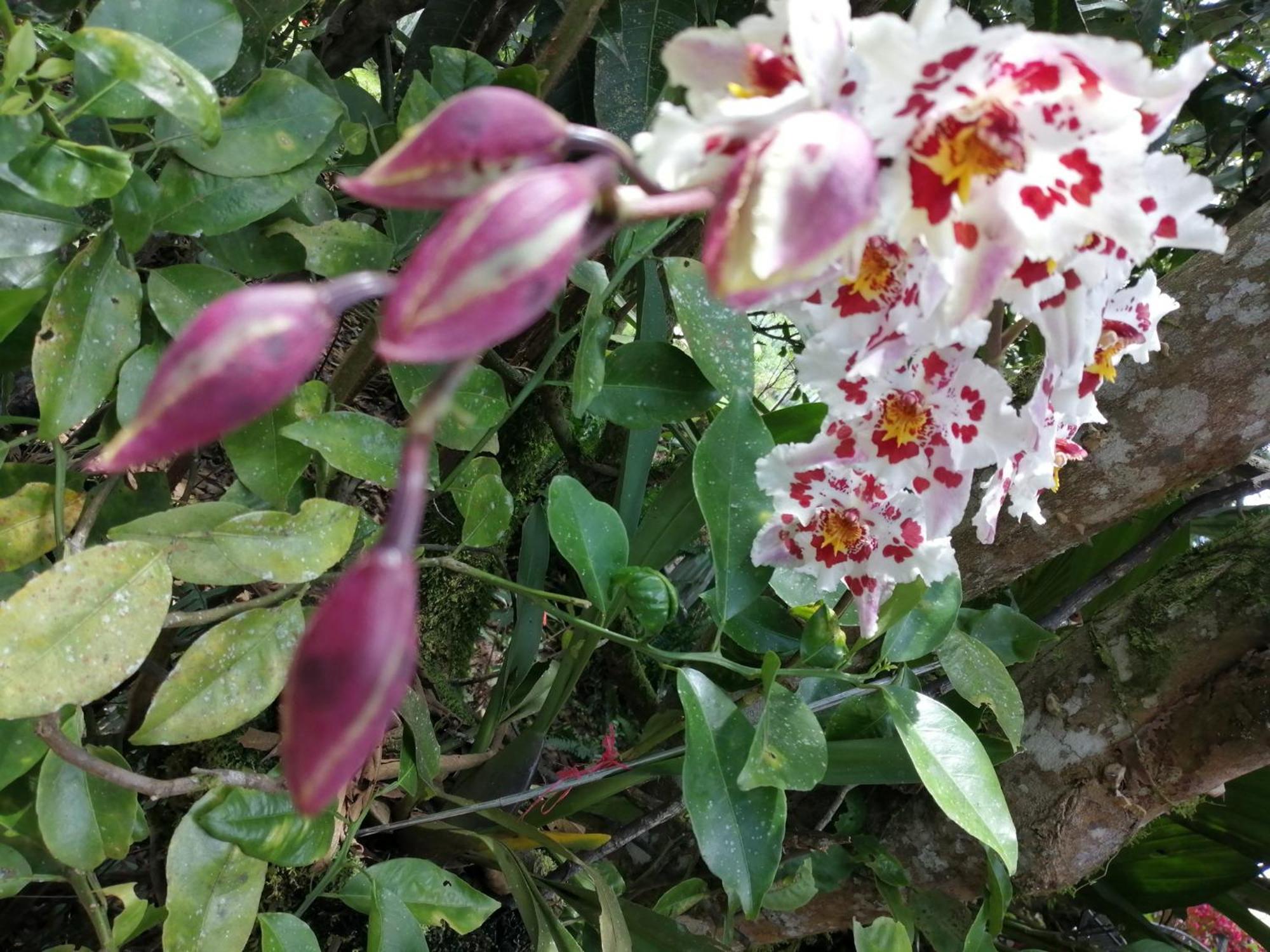 Refugio De Orquideas Villa Oxapampa Eksteriør billede