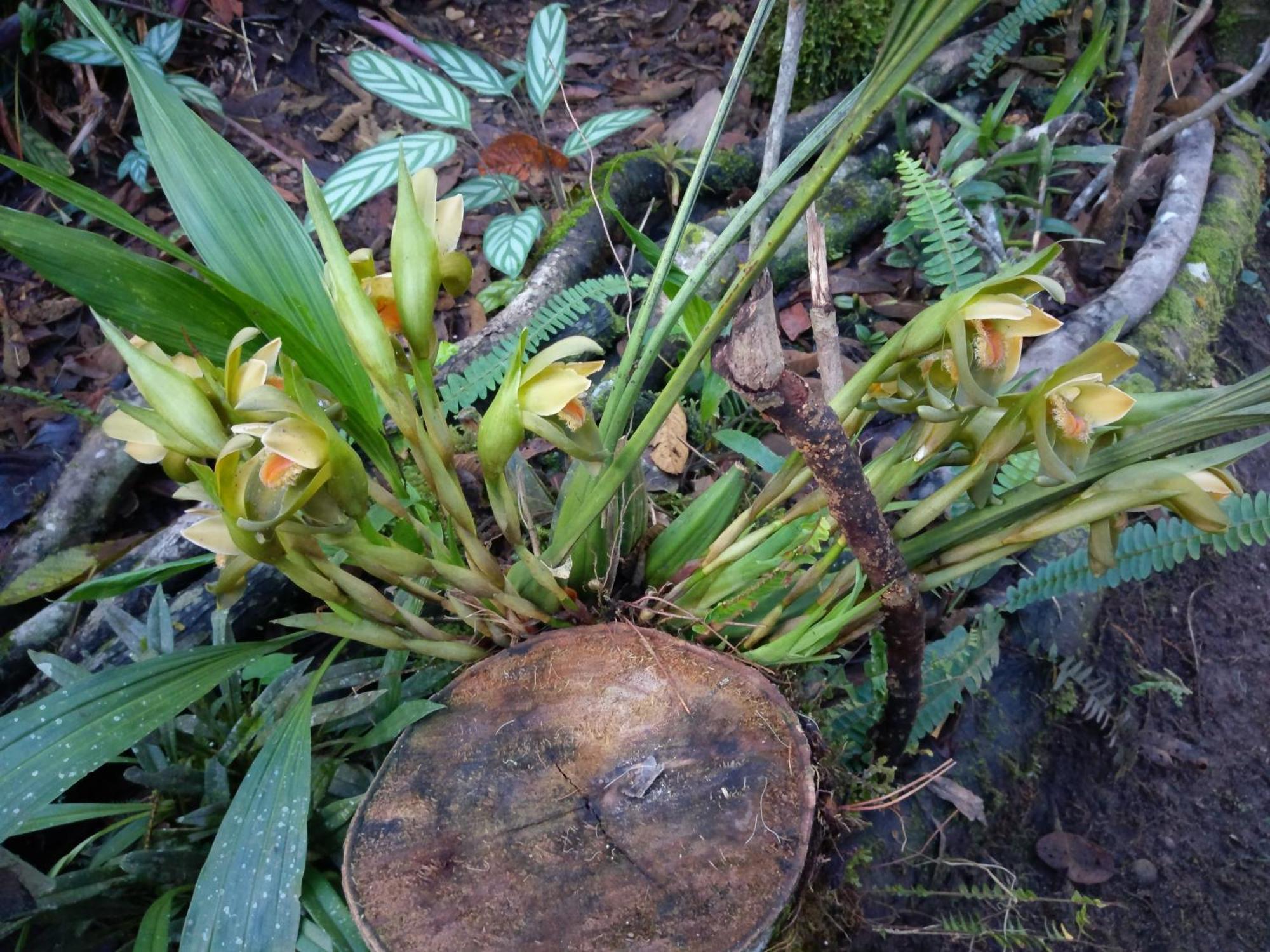 Refugio De Orquideas Villa Oxapampa Eksteriør billede