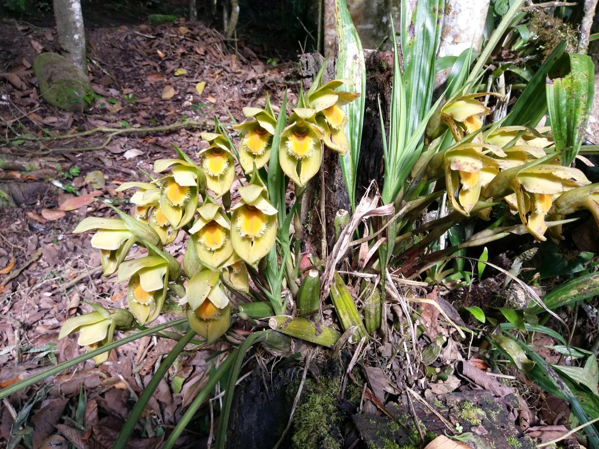 Refugio De Orquideas Villa Oxapampa Eksteriør billede