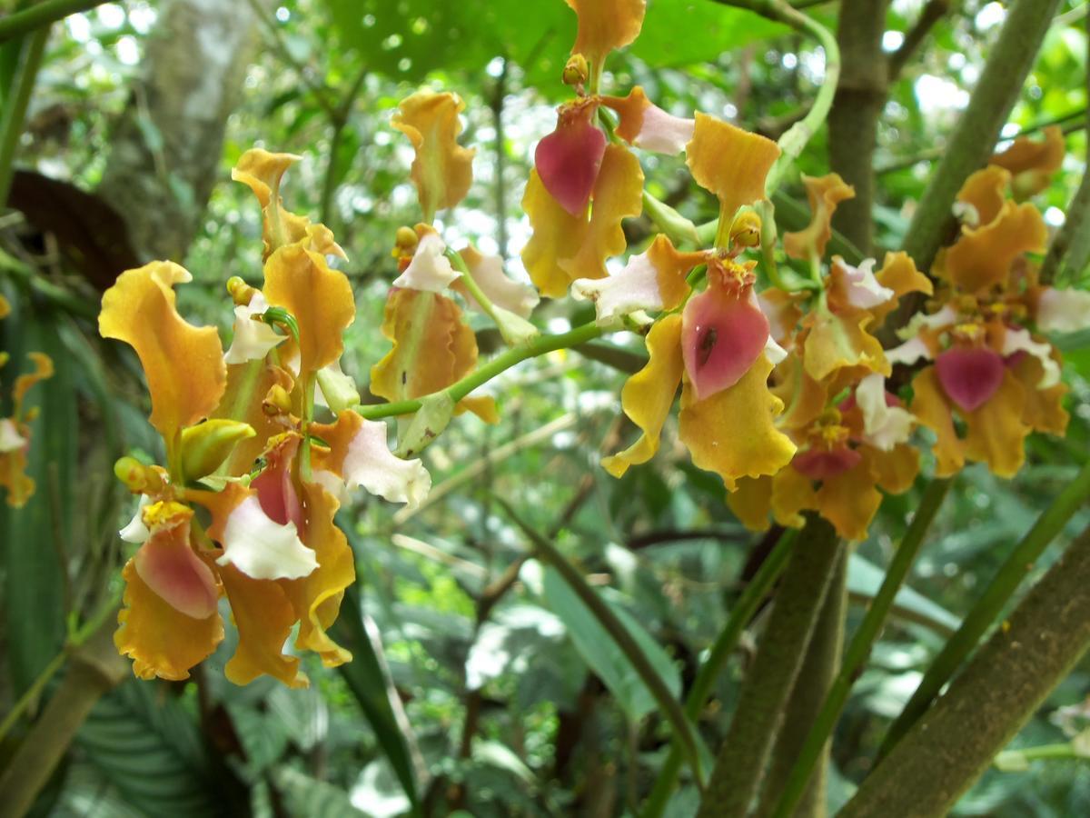 Refugio De Orquideas Villa Oxapampa Eksteriør billede